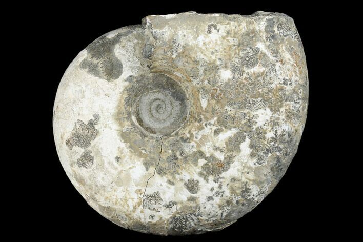 Ammonite (Pachydiscus) Fossil - Alaska #180826